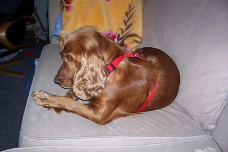Cocker spaniel ida - gå nu med dig mor jeg gider ikke  billede 5