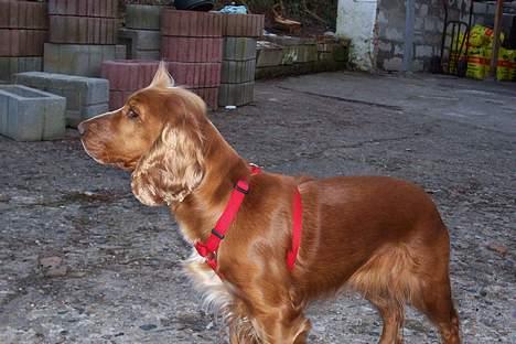 Cocker spaniel ida - hov det går en ude på fortorvet billede 6