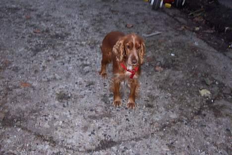 Cocker spaniel ida - min mor har lige lukket mig ud i gåren så jeg kunne tisse... billede 7