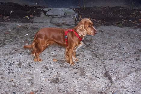 Cocker spaniel ida - har lige fårt færten af noget billede 8