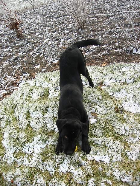 Labrador retriever flora<3 - i kan ikke fange mig billede 7