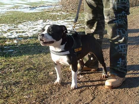 Staffordshire bull terrier Roxystaff Tyson - Gå-tur Damhus Engen d.11/2 2006 billede 5