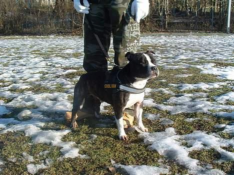 Staffordshire bull terrier Roxystaff Tyson - Gå-tur Damhus Engen d.11/2 2006 billede 6
