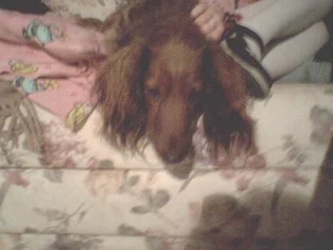 Gravhund :  ***Charlie***  billede 10