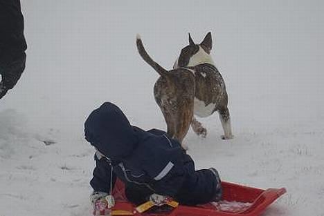 Bullterrier  Nemo  c",) - Jeg vil også være med.. billede 11