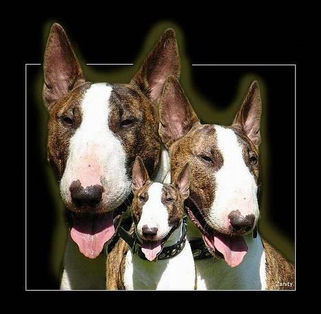 Bullterrier  Nemo  c",) billede 12