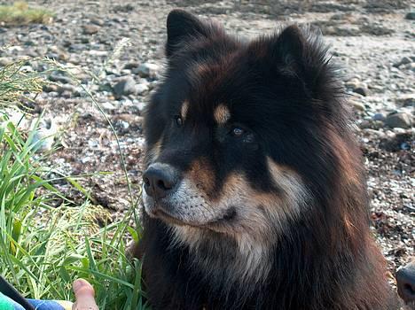 Eurasier Bymosen's Amir. -  Amir. billede 1