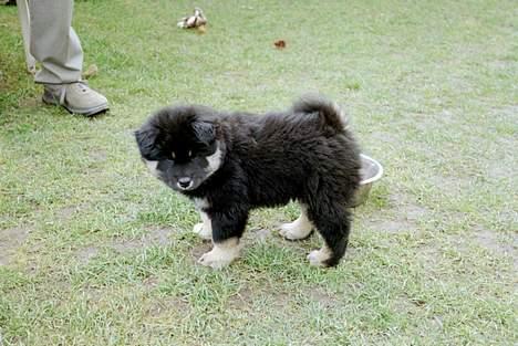 Eurasier Bymosen's Amir. - Amir 6 uger. billede 2