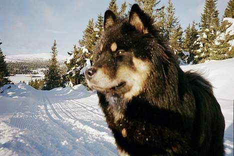 Eurasier Bymosen's Amir. - Amir i Norge. billede 3