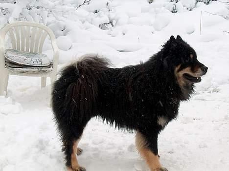 Eurasier Bymosen's Amir. - Amir elsker sne. billede 4