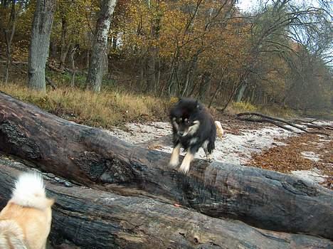 Eurasier Bymosen's Amir. - Ju-hu hvor det går... billede 5