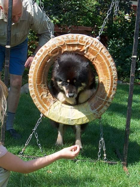 Eurasier Bymosen's Amir. - Se hvad jeg kan, se hvad jeg kan...... billede 6