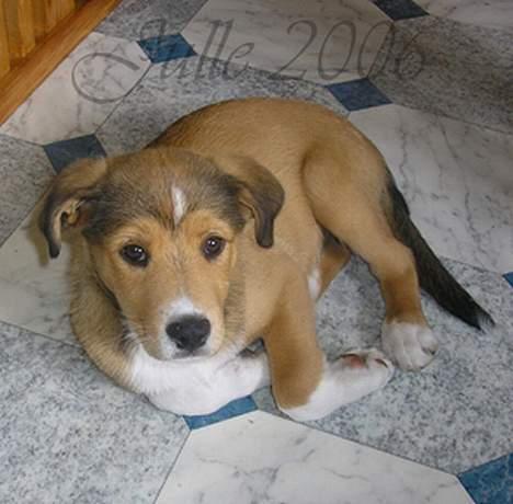 Blanding af racer Julle billede 1