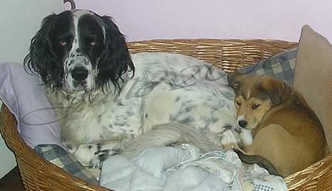 Blanding af racer Julle billede 2