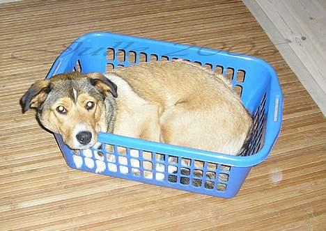 Blanding af racer Julle billede 3