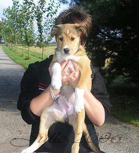 Blanding af racer Julle billede 4