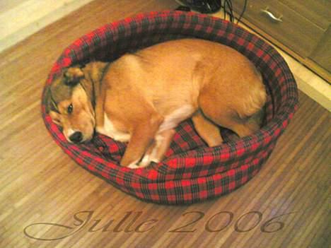 Blanding af racer Julle billede 5