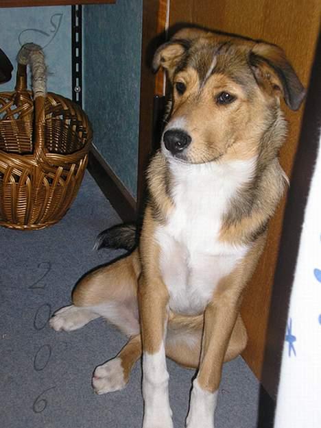 Blanding af racer Julle billede 6