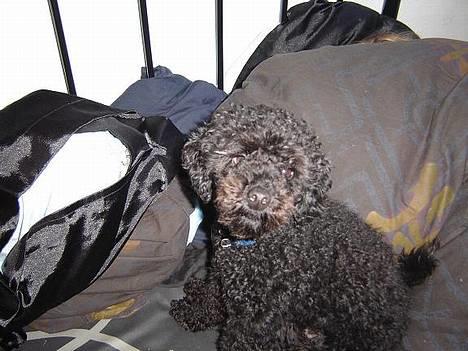 Mellempuddel Taz billede 1