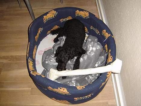 Mellempuddel Taz - Se min fine julegave.... er den ikke kæmpe stor? :-) billede 2