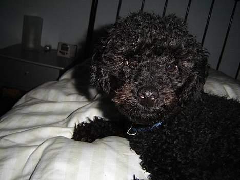 Mellempuddel Taz billede 3