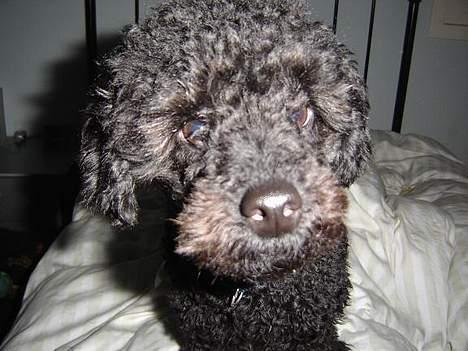 Mellempuddel Taz - Det ser da ret spændende ud..... lad mig lige se..  billede 4