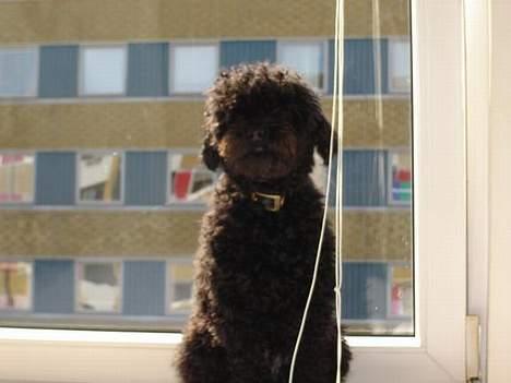 Mellempuddel Taz - min ynglings plads i vinduet... kan næsten selv hoppe derop fra sengen af...  billede 5