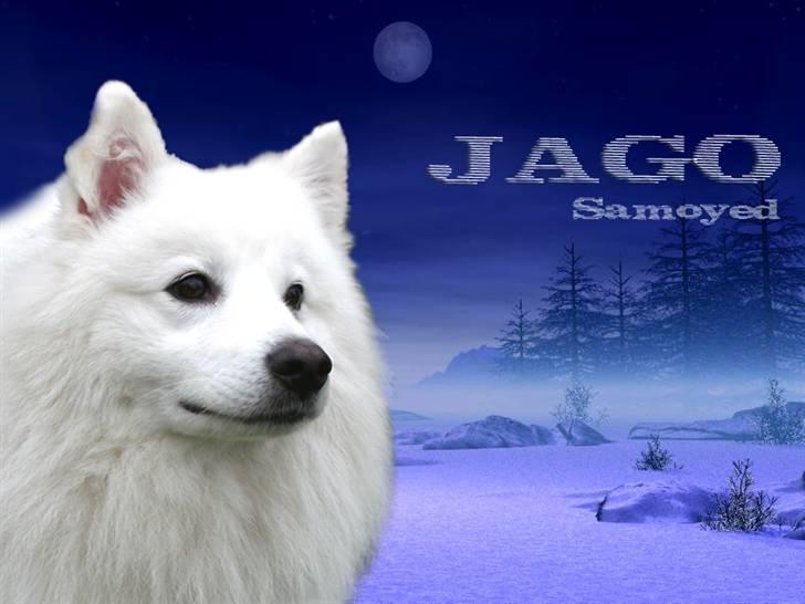 Samojedhund Jago007*i looove my self* - velkommen til min profil.. det mig der jago :) (lavet af louise S) billede 1