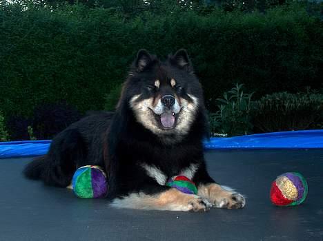 Eurasier Bymosen's Amir. - Mig og MIN trampolin... billede 10