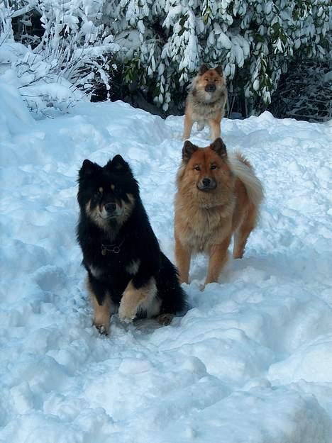 Eurasier Bymosen's Amir. - Hunde - vejr. billede 12