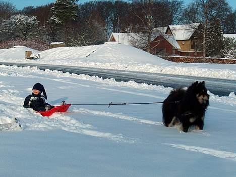 Eurasier Bymosen's Amir. - Kanetur? billede 13