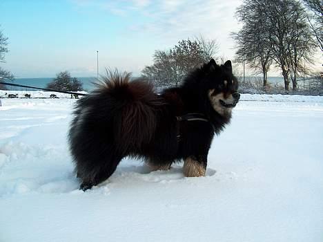 Eurasier Bymosen's Amir. - Amir nyder den smukke sne. billede 14