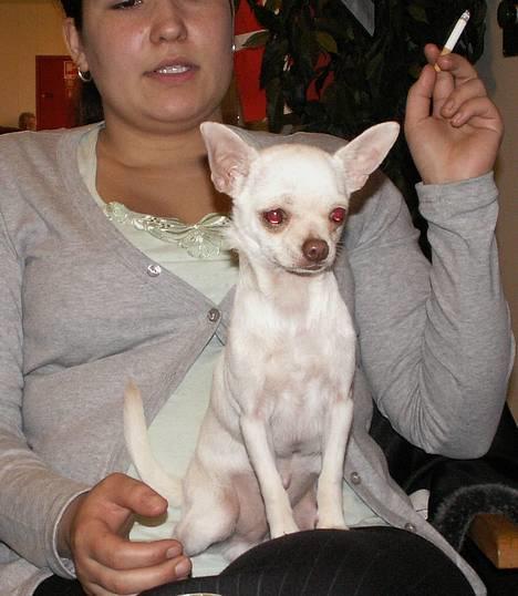 Chihuahua DKCH, KLBCH Chico - NYT 19.05.06 Chico og "mor" på færgen på vej til udstilling billede 16