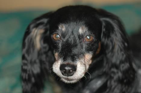 Gravhund Nubber - Heii. billede 1