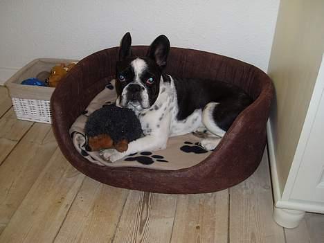 Fransk bulldog Zeus R.I.P billede 9