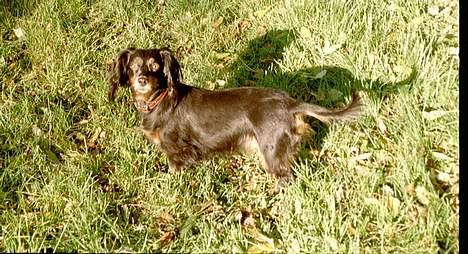 Gravhund Nubber - Her er jeg på en solskindsdag. billede 2