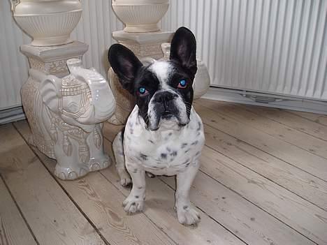 Fransk bulldog Zeus R.I.P billede 10