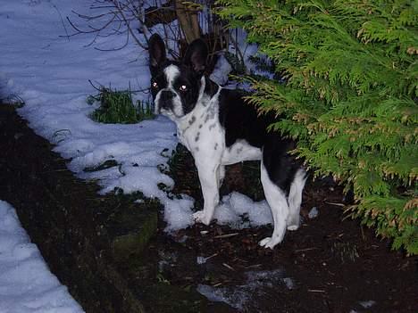 Fransk bulldog Zeus R.I.P billede 11