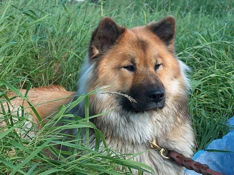 Eurasier Bymosen's Athena - Athena. billede 1