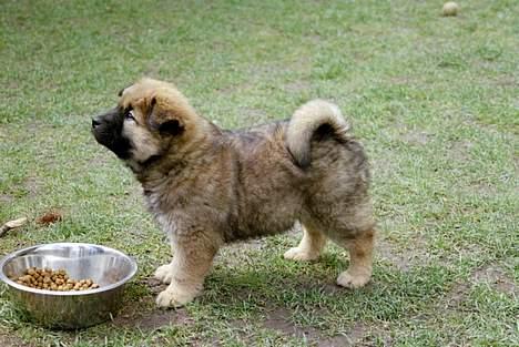 Eurasier Bymosen's Athena - Athena 6 uger. billede 2