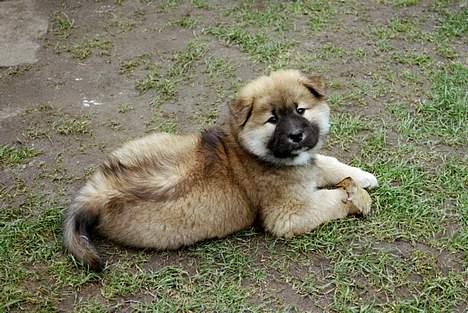 Eurasier Bymosen's Athena - Ikke til at stå for. billede 3