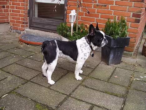 Fransk bulldog Zeus R.I.P billede 12