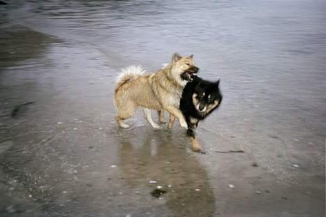 Eurasier Bymosen's Athena - Athena og Amir i vandkanten. billede 4