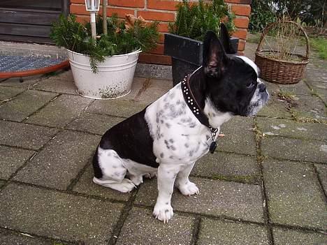 Fransk bulldog Zeus R.I.P billede 13