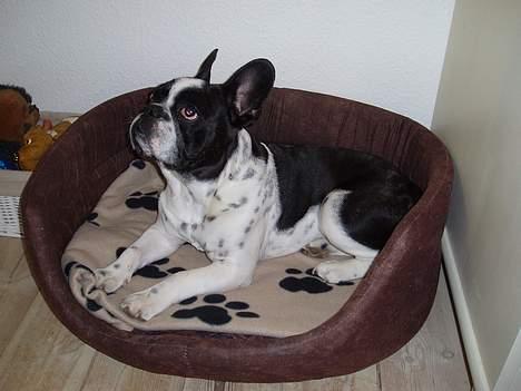 Fransk bulldog Zeus R.I.P billede 14