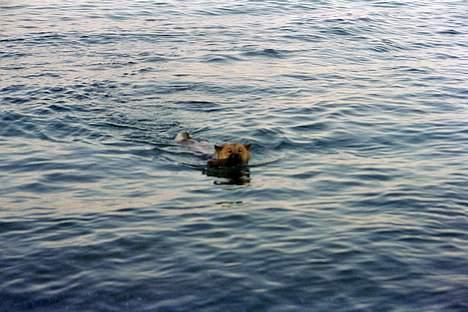 Eurasier Bymosen's Athena - Athena på dybt vand. billede 5