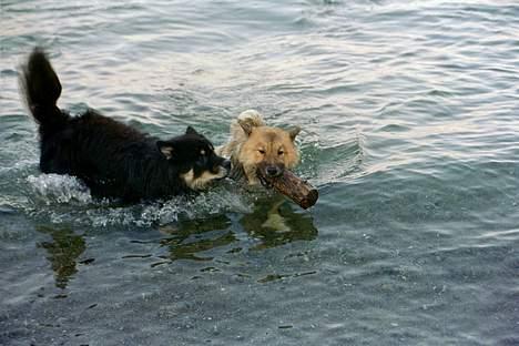Eurasier Bymosen's Athena - Vandhunde. billede 6