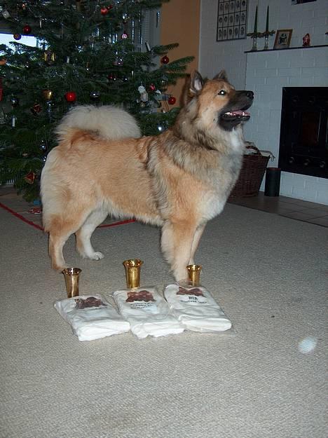 Eurasier Bymosen's Athena - Athena - Årets tæve 2003. billede 7