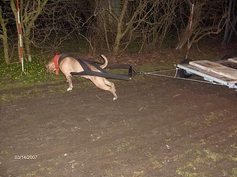 Blanding af racer zoey - zoey og buggi. billede 20
