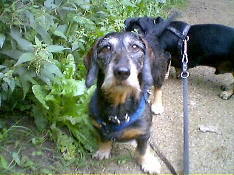 Gravhund Gandalf. - Heiii :o) billede 1